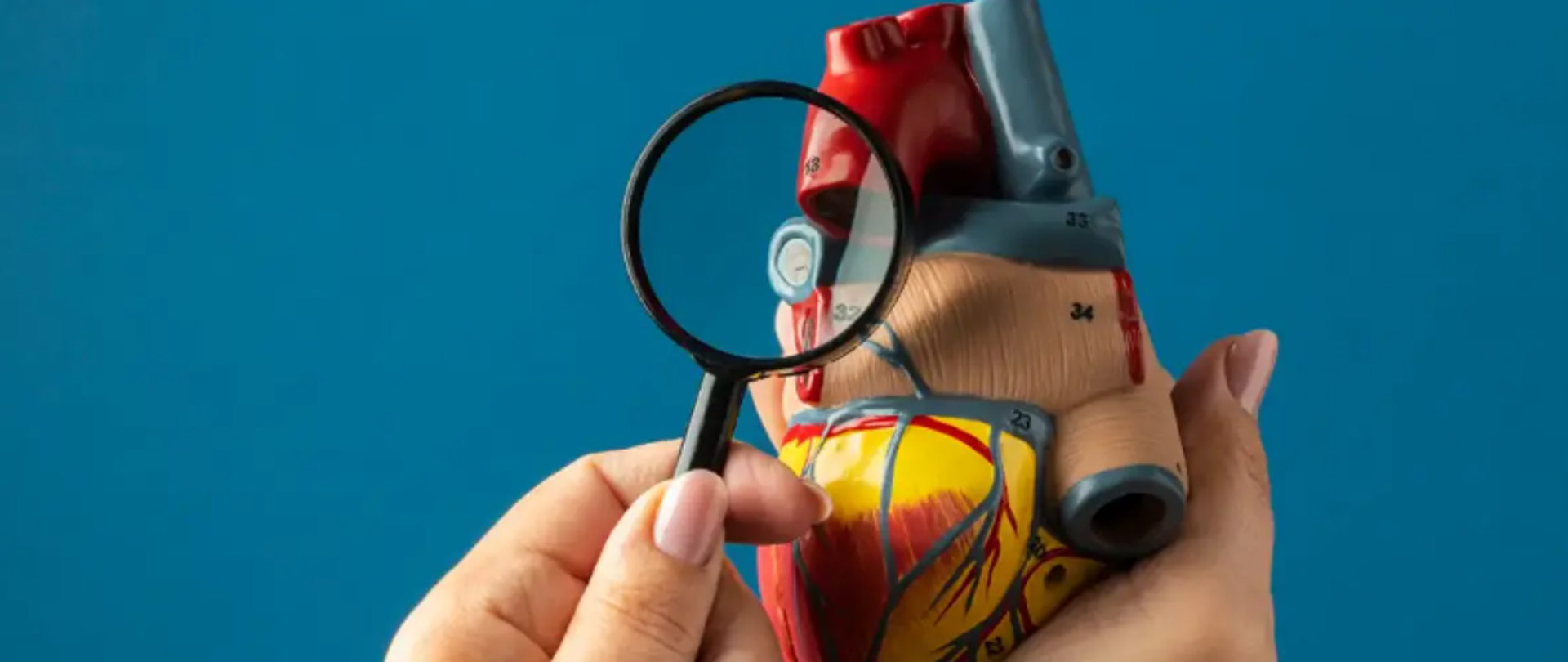 Cholesterol całkowity – co oznacza i jak wpływa na zdrowie?