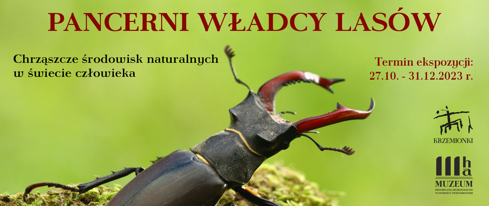 Pancerni władcy lasów. Chrząszcze środowisk naturalnych w świecie człowieka
