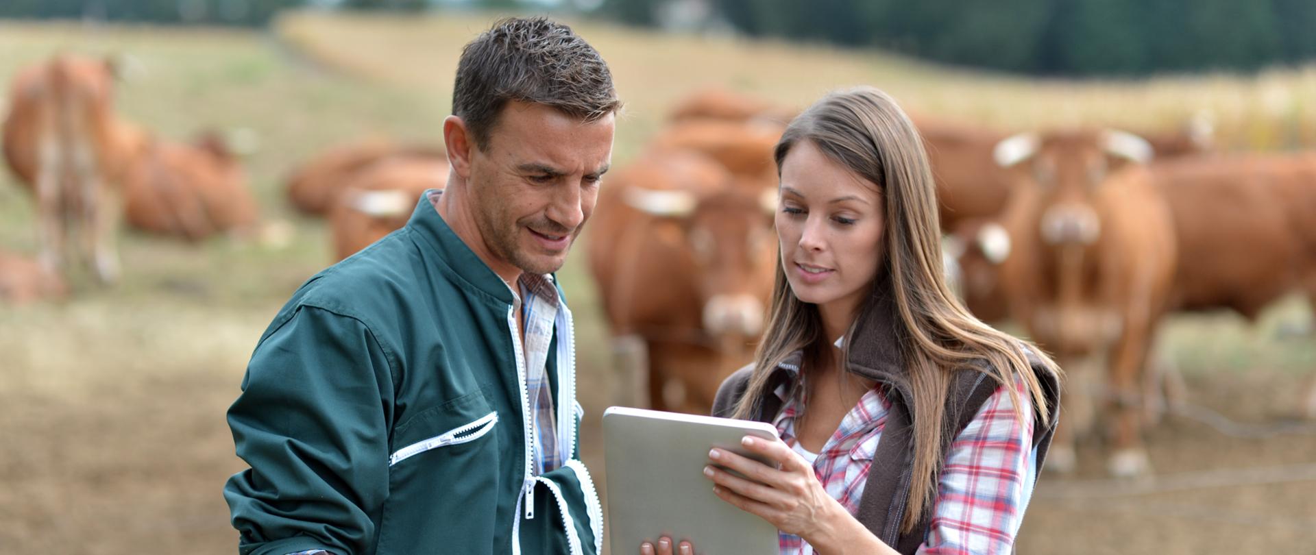 Farmer and woman in cow field using tablet
