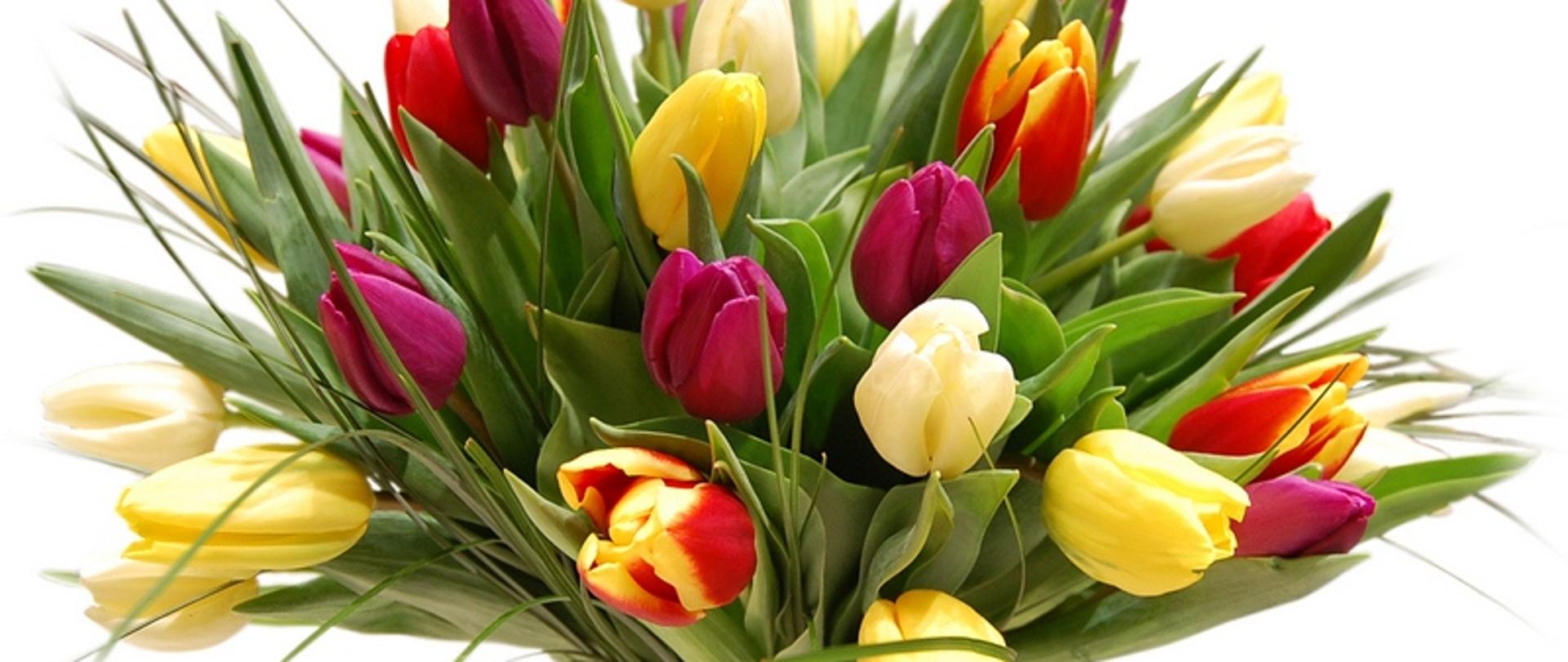 tulipany