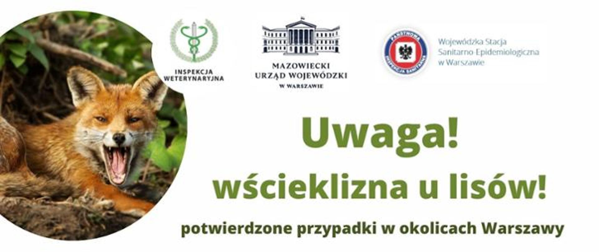 Uwaga! Wścieklizna u lisów. Potwierdzone przypadki w okolicach Warszawy