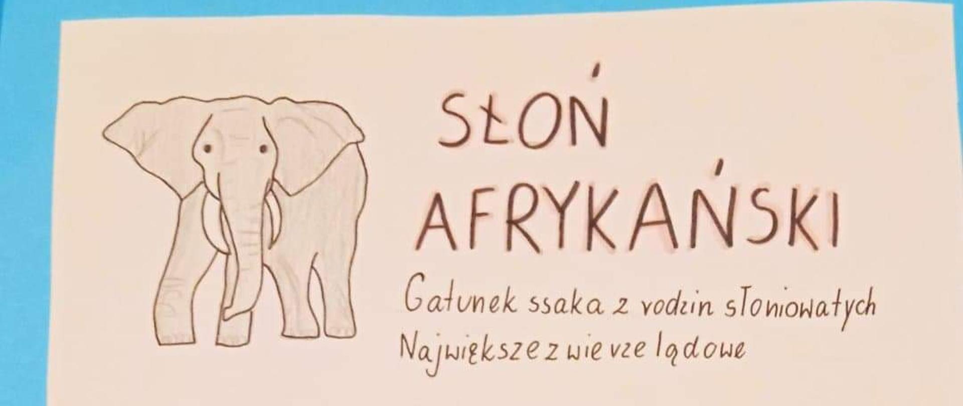 Wielkie, większe, największe - karty z ciekawostkami przyrodniczymi 