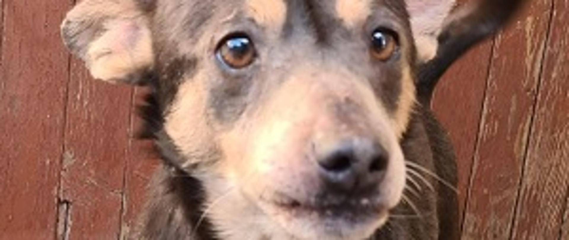 Pies - samiec w typie jamnika, wiek ok. 2 lat, mały 9 kg, umaszczenie: brązowo - biszkoptowe.