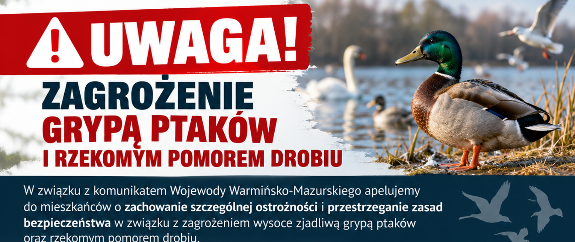 Zagrożenie grypą ptaków