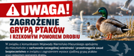 Zagrożenie grypą ptaków