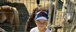 Chłopiec stoi przed wybiegiem z osiołkami 
