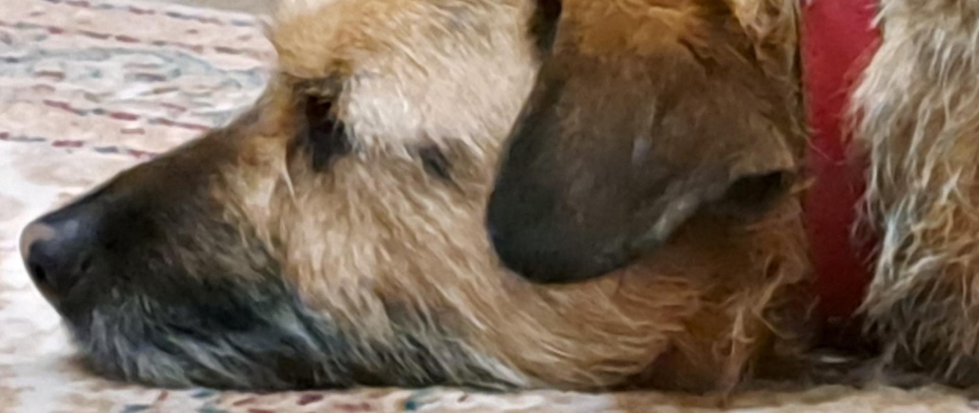 pysk psa w odcieniach brązu z czerwona obrożą. Pies śpi ma oklapnięte ucho.