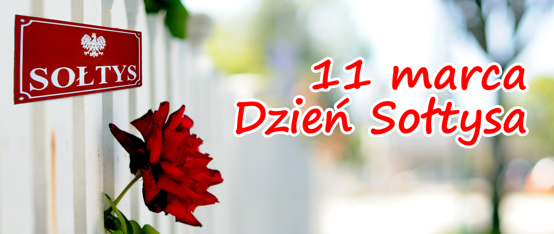 Czerwona róża wystająca ze szczebli drewnianego płotu, powyżej czerwona tabliczka z godłem Polski i napisem sołtys, czerwoną czcionką napis 11 marca Dzień Sołtysa