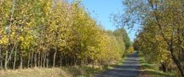 widoczna po środku zdjęcia droga asfaltowa po lewej i po prawej widoczne drobne zadrzewienia liście zielono żółte w oddali widoczny fragment niebieskiego nieba 