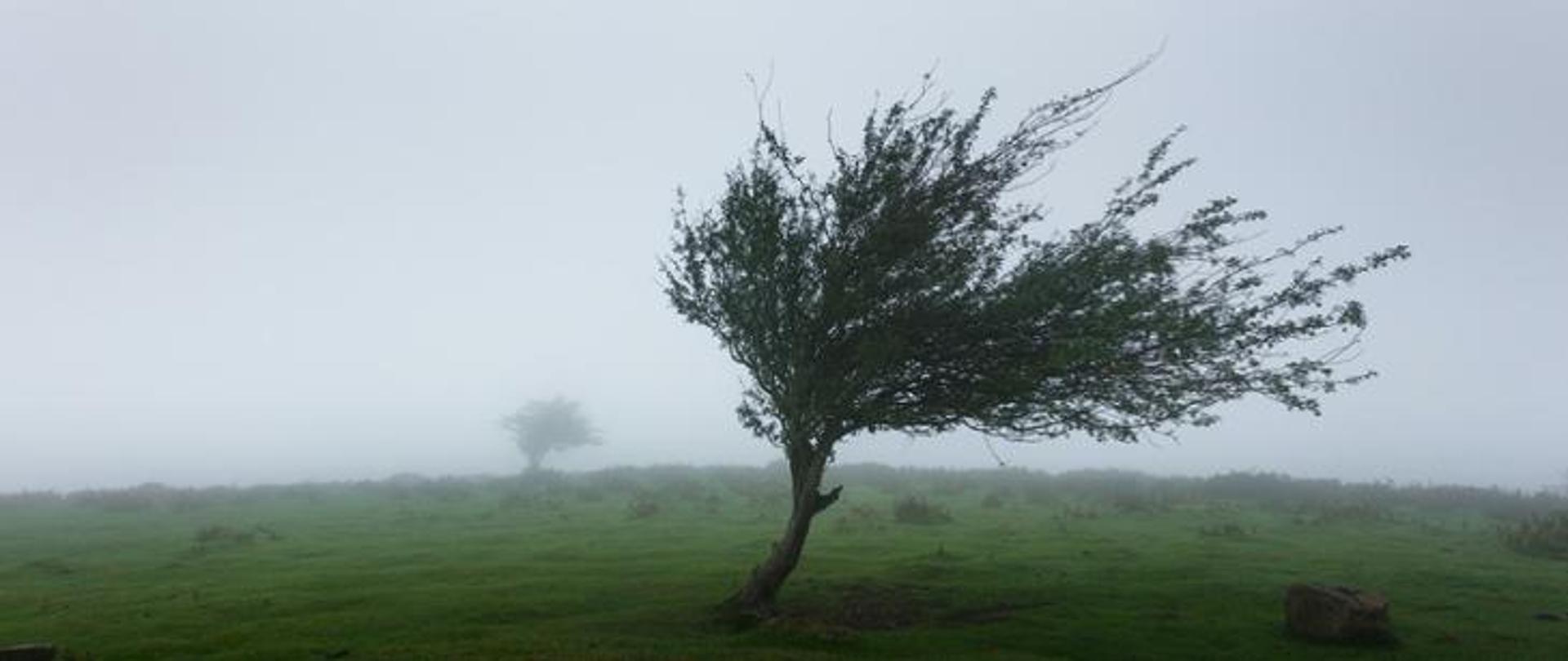  Drzewo wygięte przez wiatr
