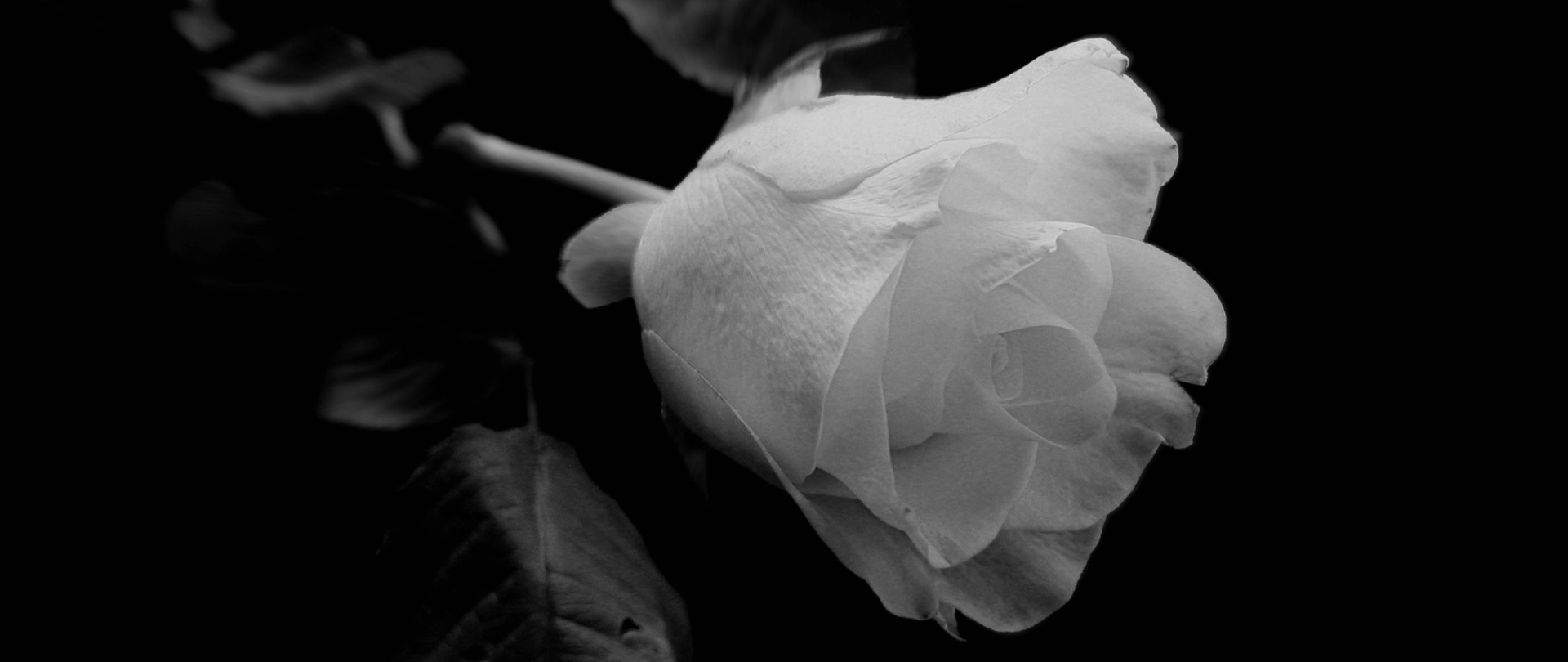 Biała róża na czarnym tle