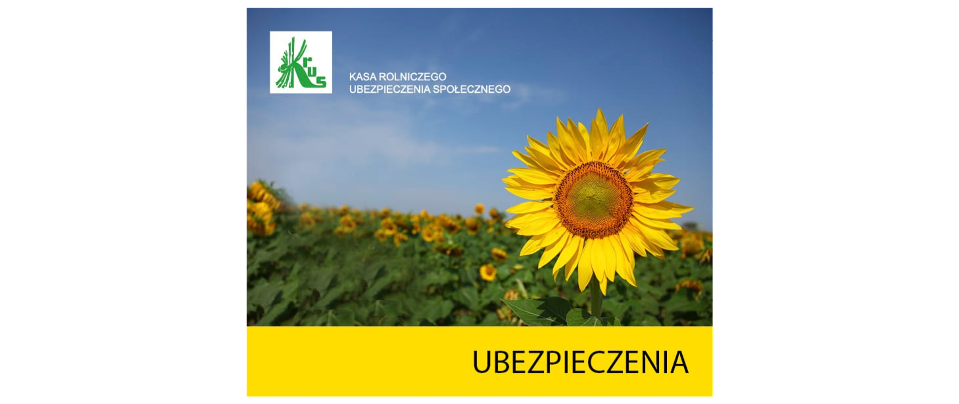 obrazek przedstawia słonecznik z napisem ubezpieczenia i zielonym logo Kasa Rolniczego Ubezpieczenia Społecznego