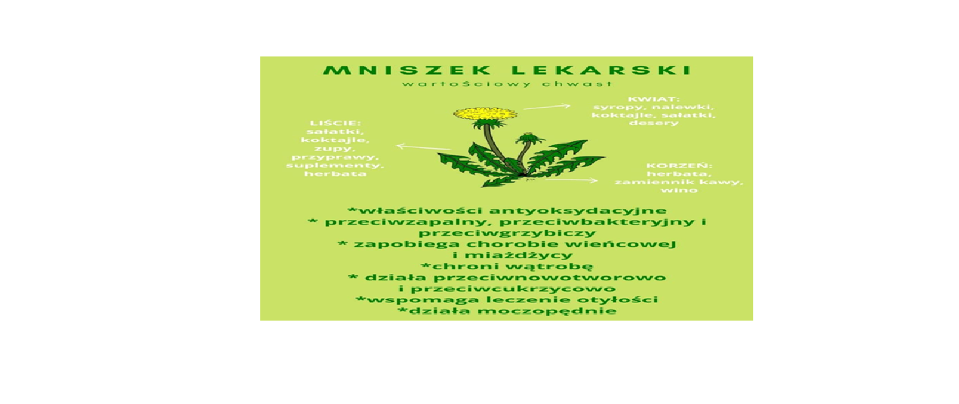 mniszek lekarski