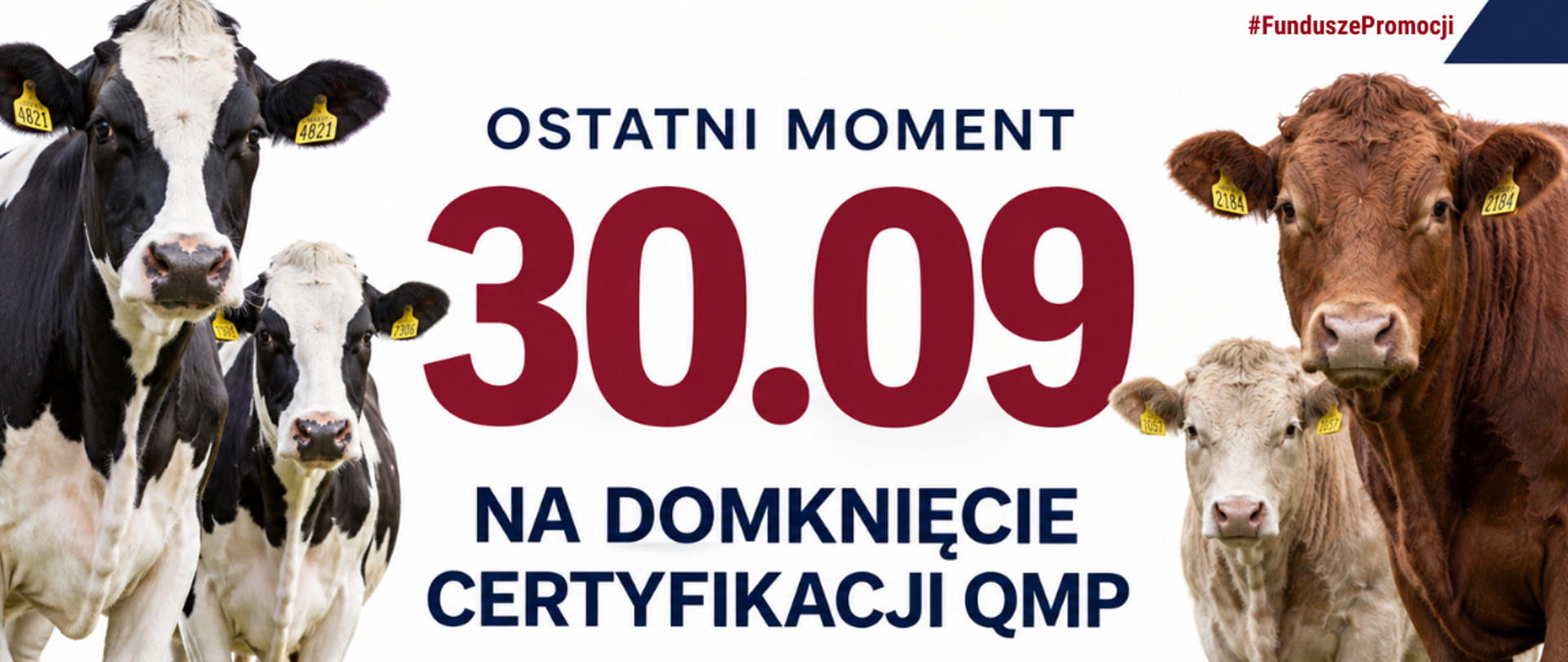 Plakat przedstawiający informacje o certyfikacji QMP i zdjęciami krów.