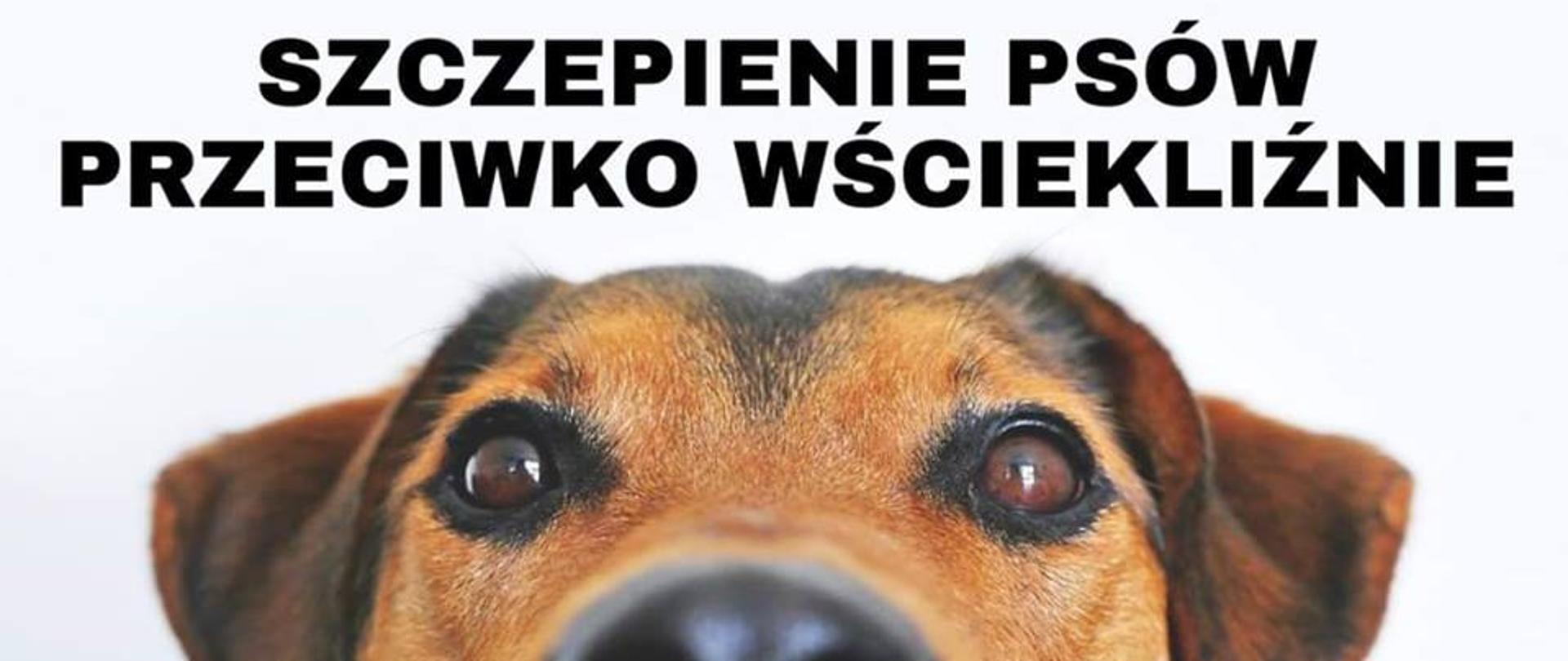 wściklizna 
