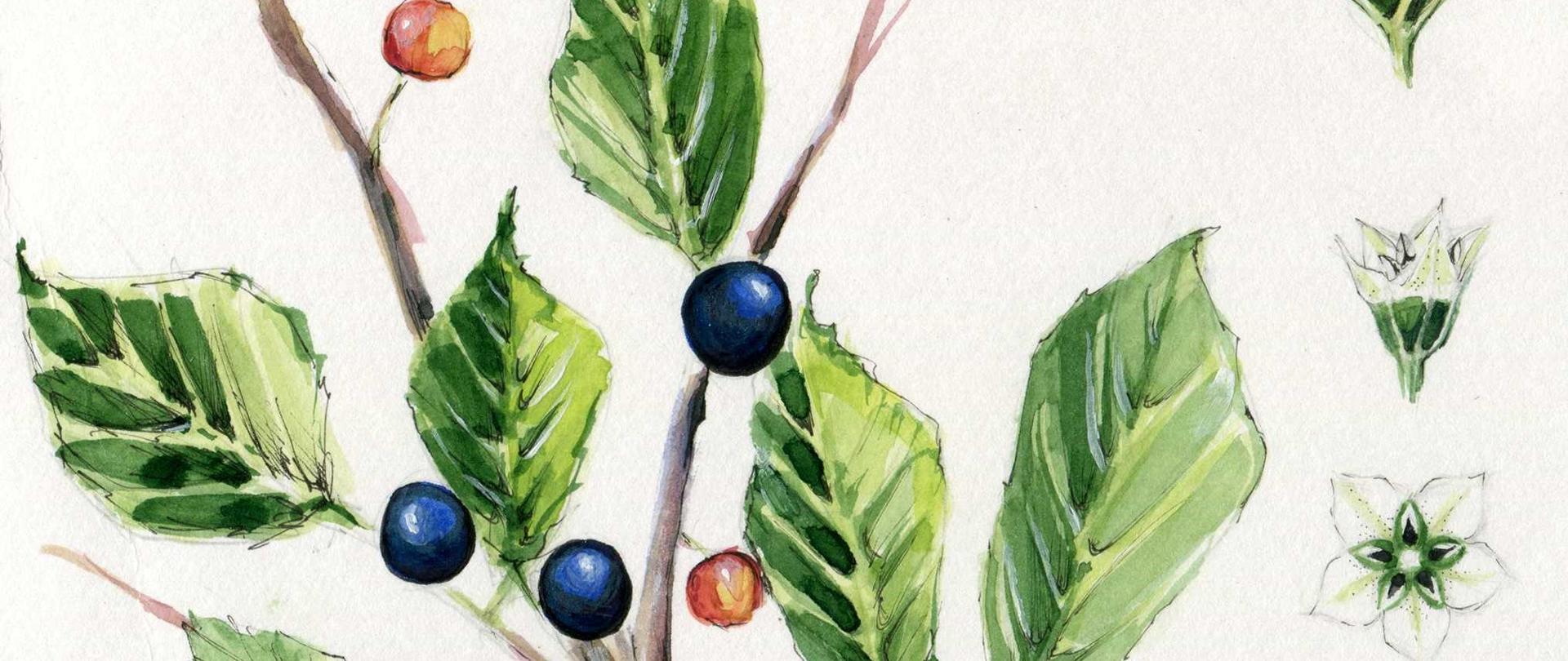 Rysunek przedstawiający roślinę jagodną