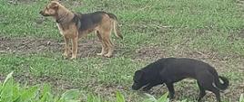 Bezpańskie psy szukają domu