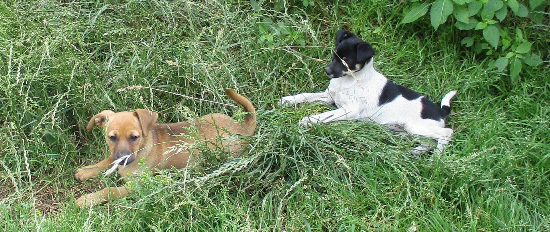 dwa psy na trawie