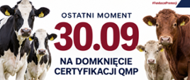 informacja dot. certyfikacji dla producentów bydła.