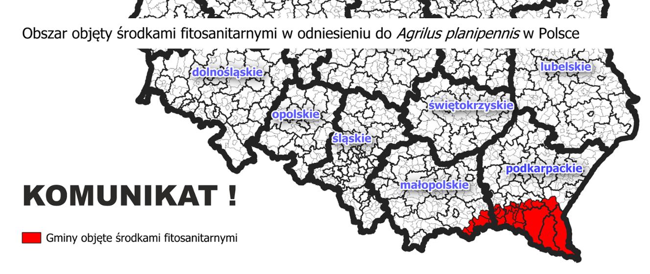 Ograniczenia w przemieszczaniu jesionów w województwie małopolskim