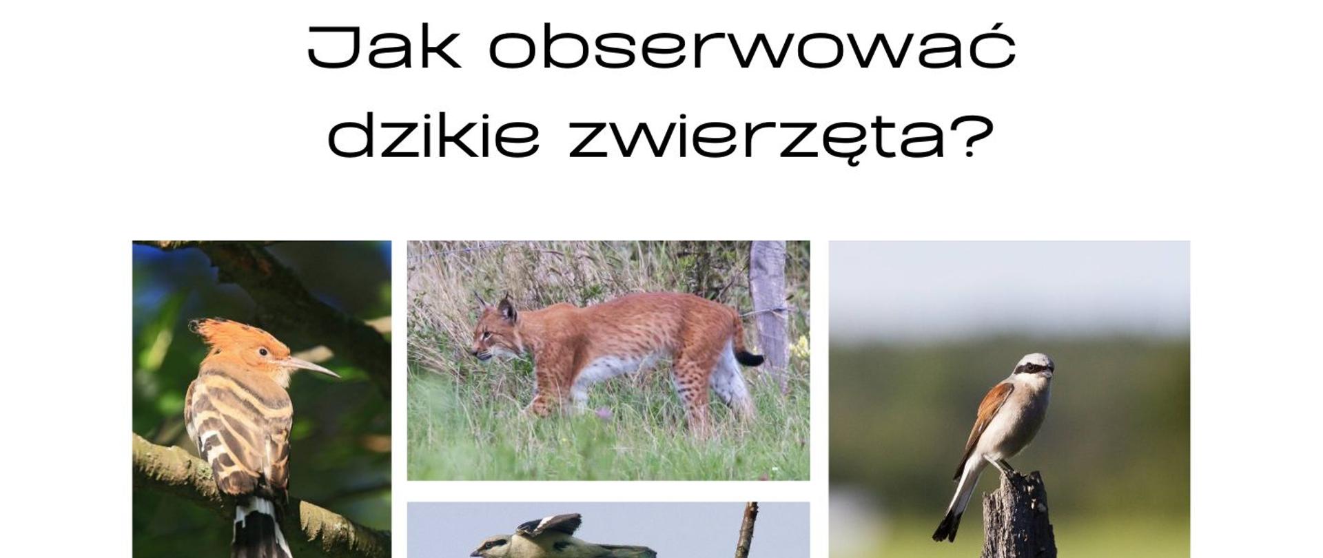 Na białym tle zdjęcia ptaków, a wokół zdjęć informacje organizacyjne, zawarte w artykule