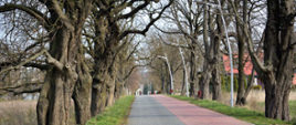 Na zdjęciu rozciąga się tak zwana Aleja Kasztanowa w Górznie. To malownicza aleja, która składa się z 94 kasztanowców białych. Drzewa mają w obwodzie od 93 do 300 cm. Sama aleja wykonana jest z betonowych kostek w szarym i czerwonym kolorze, które wskazują drogę dla pieszych i rowerów. 