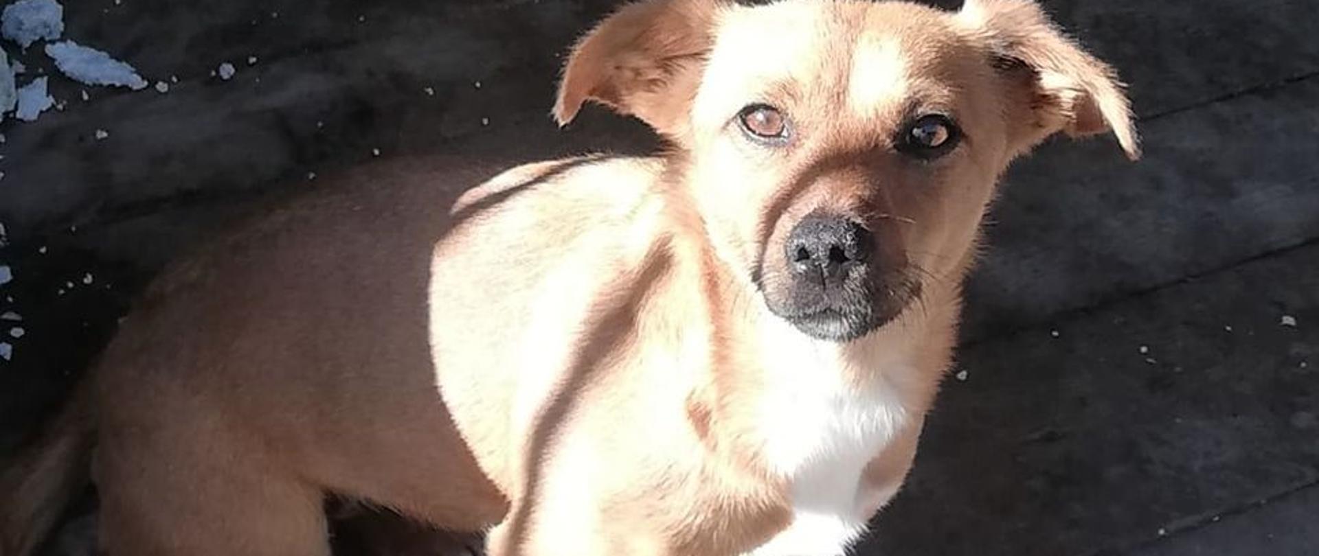 Zdjęcie przedstawia psa rasy kundel koloru biszkoptowego