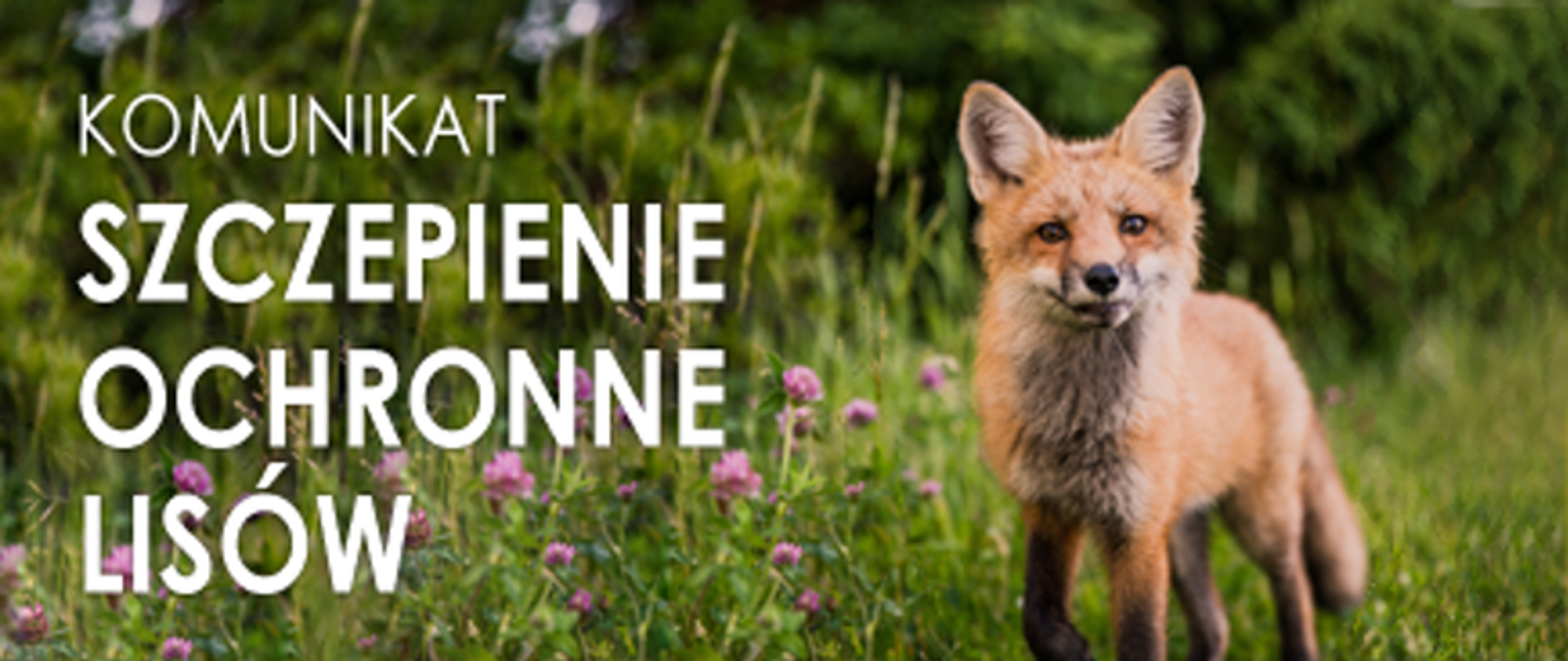 zdjęcie przedstawiono młodego lisa stojącego na łące, oraz napis Komunikat szczepienie ochronne lisów.