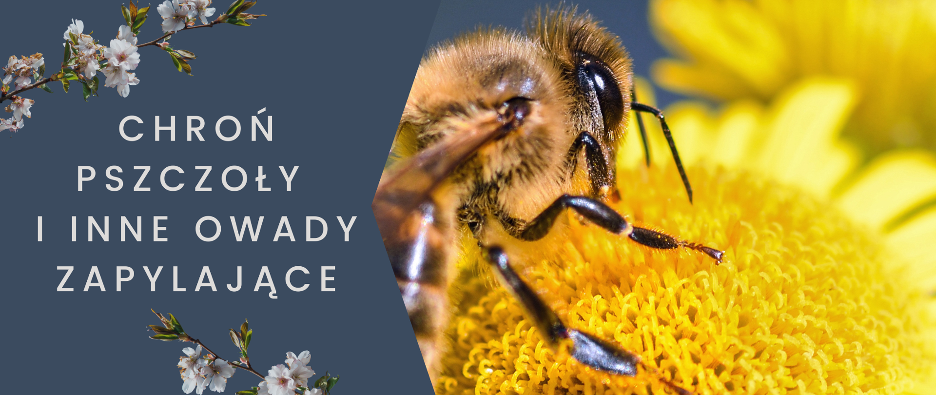 gałązki z kwiatami, pszczoła na kwiatku oraz hasło: Chroń pszczoły i inne owady zapylające