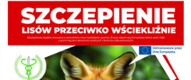 Szczepienie lisów wolno żyjących przeciwko wściekliźnie