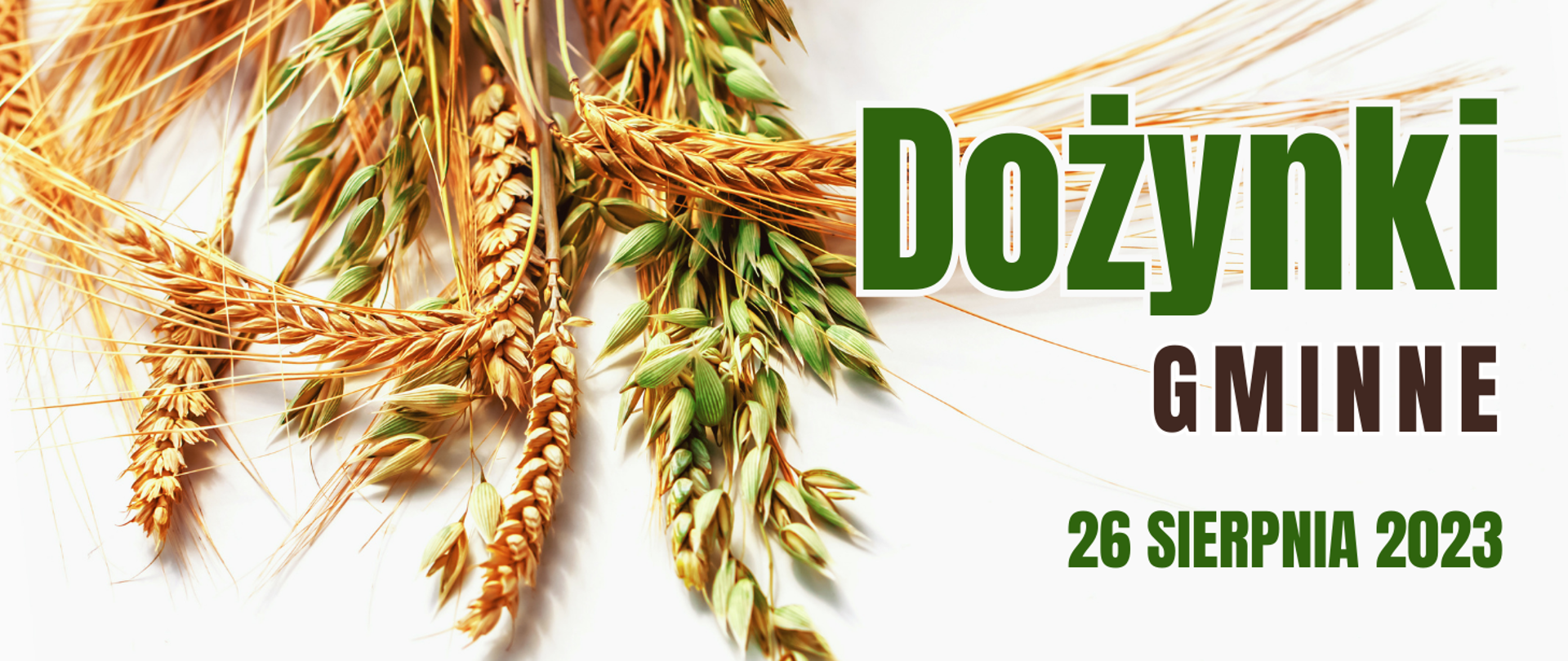 Zdjęcie kłosów zboża z napisem :Dożynki gminne 26 sierpnia 2023"