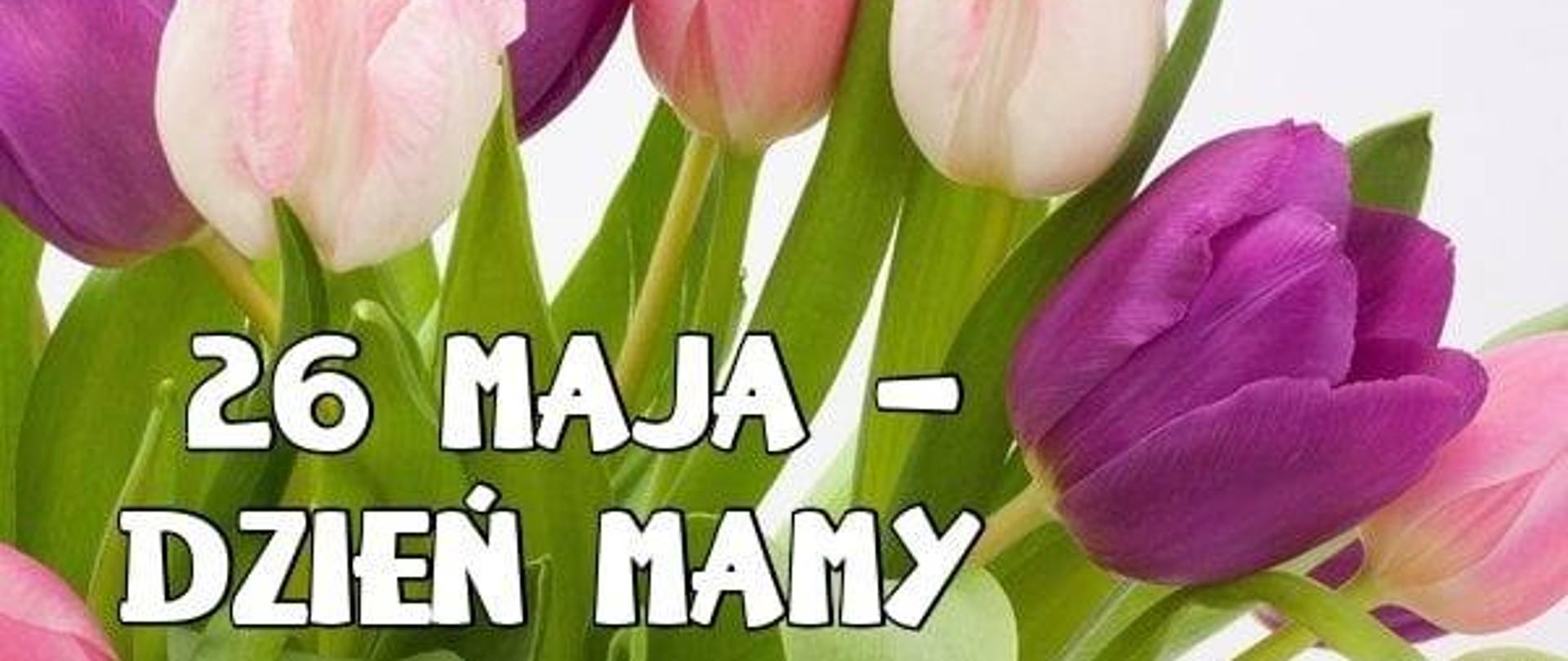 26 maja Dzień Mamy - tulipany