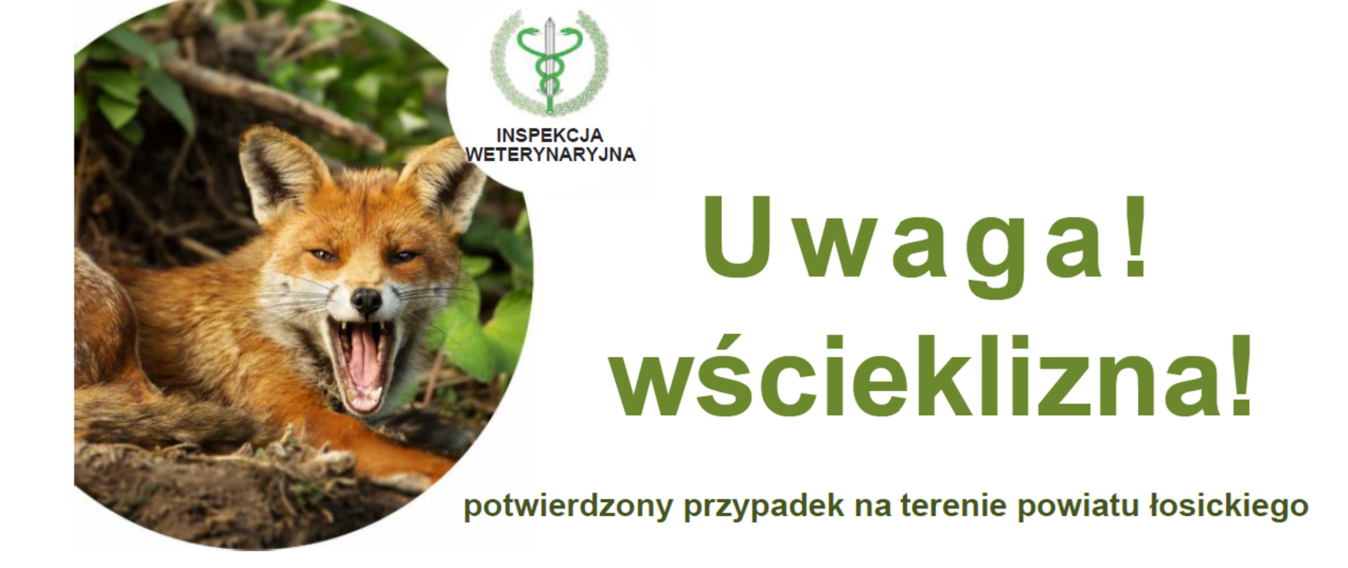 Zdjęcie przedstawia po prawej stronie lisa, logo inspekcja weterynaryjna po prawej stronie komunikat Uwaga wścieklizna a pod nim potwierdzony przyapdek na terenie powiatu lipskiego