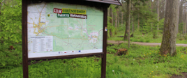 Ścieżka w lesie z tablicą informacyjną - na szlaku Bioróżnorodności. 