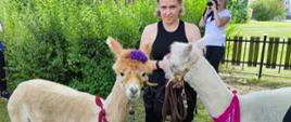 Festyn Profilaktyczno Zdrowotny w ogrodach przasnyskiego szpitala. Zdjęcie przedstawia dwie alpaki biorące udział w zajęciach z dziećmi oraz panią trener.
