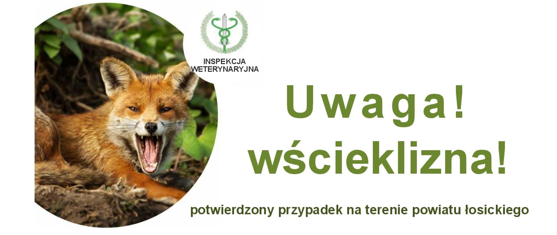 WAŻNY KOMUNIKAT: Potwierdzony przypadek wścieklizny w powiecie łosickim!