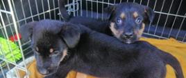 Dwa psy - samce, szczeniaki, wiek ok. 6 miesięcy, umaszczenie: czarne podpalane. Brak obroży. Na zdjęciu w kojcu wyłożonym żółtym kocem.