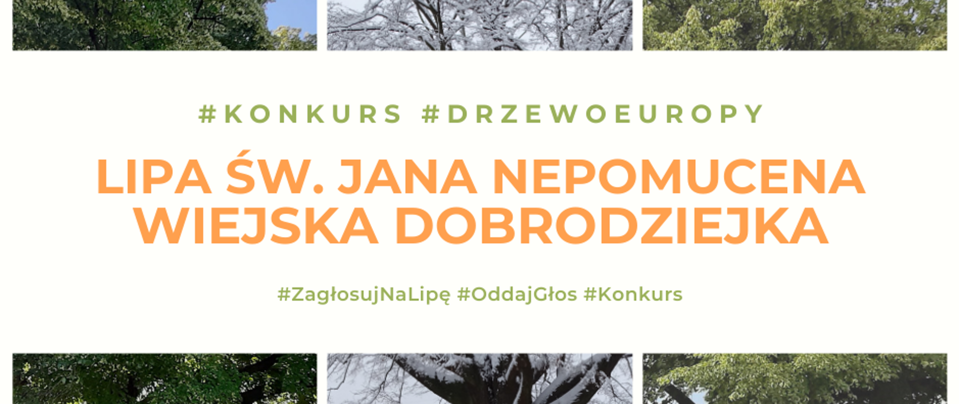 Ruszyło głosowanie na Europejskie Drzewo Roku 2021. Polskę reprezentuje Lipa św. Jana Nepomucena z Dulczy Wielkiej.