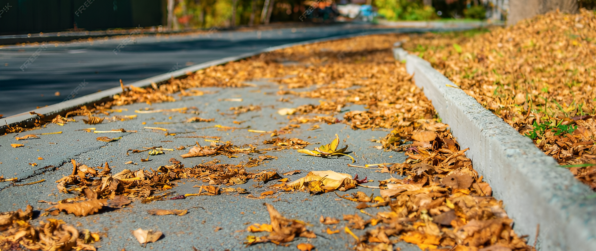 Żółte liście leżące na chodniku przy drodze