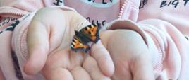 Pomarańczowo czarny motyl na rękach
