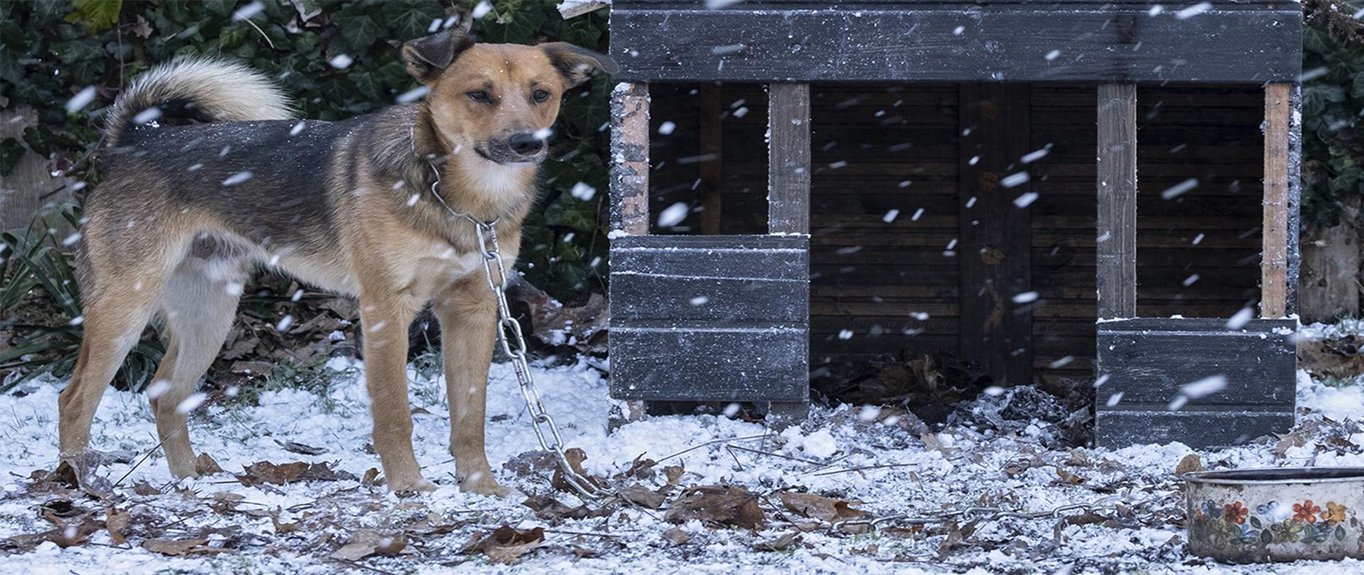 Pies stojący na śniegu uwiązany łańcuchem przed dziurawą budą dla psa