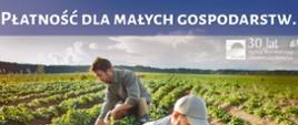 płatności dla małych gospodarstw