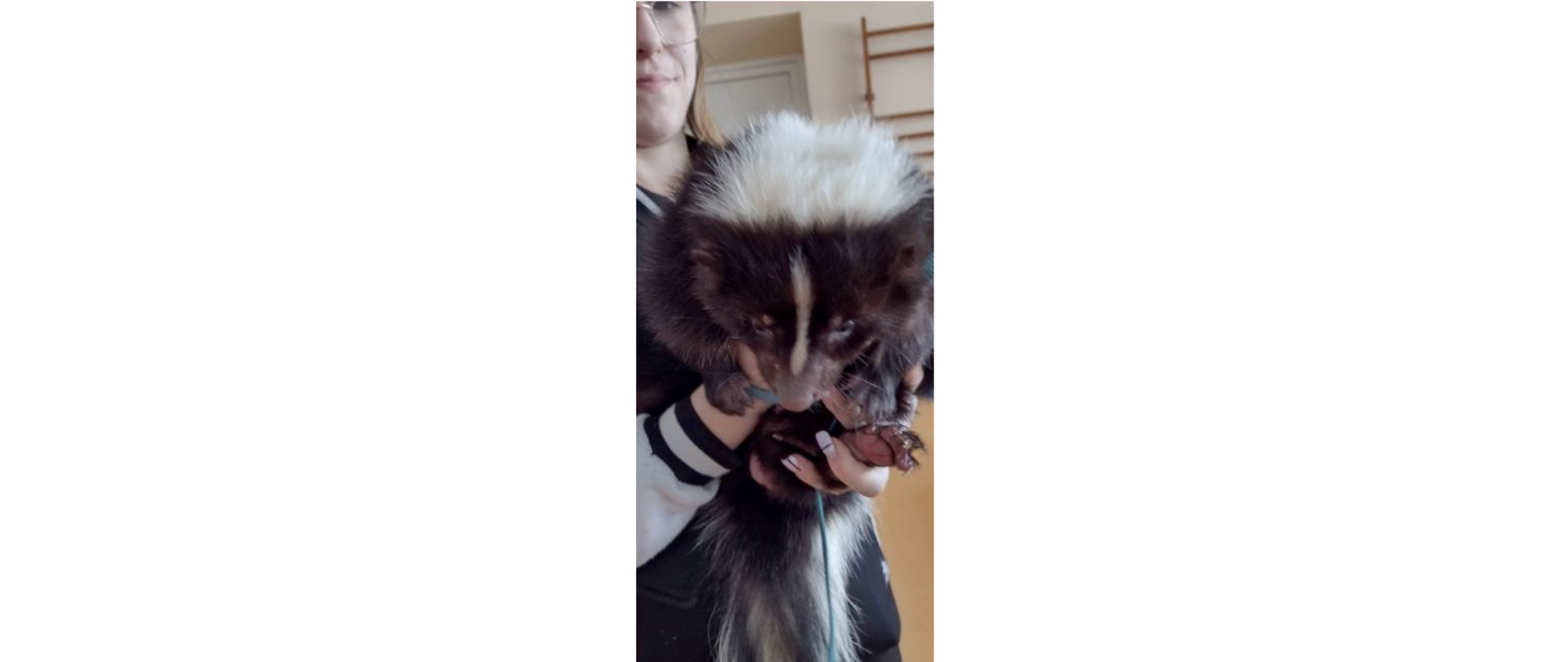 spotkanie ze skunksem