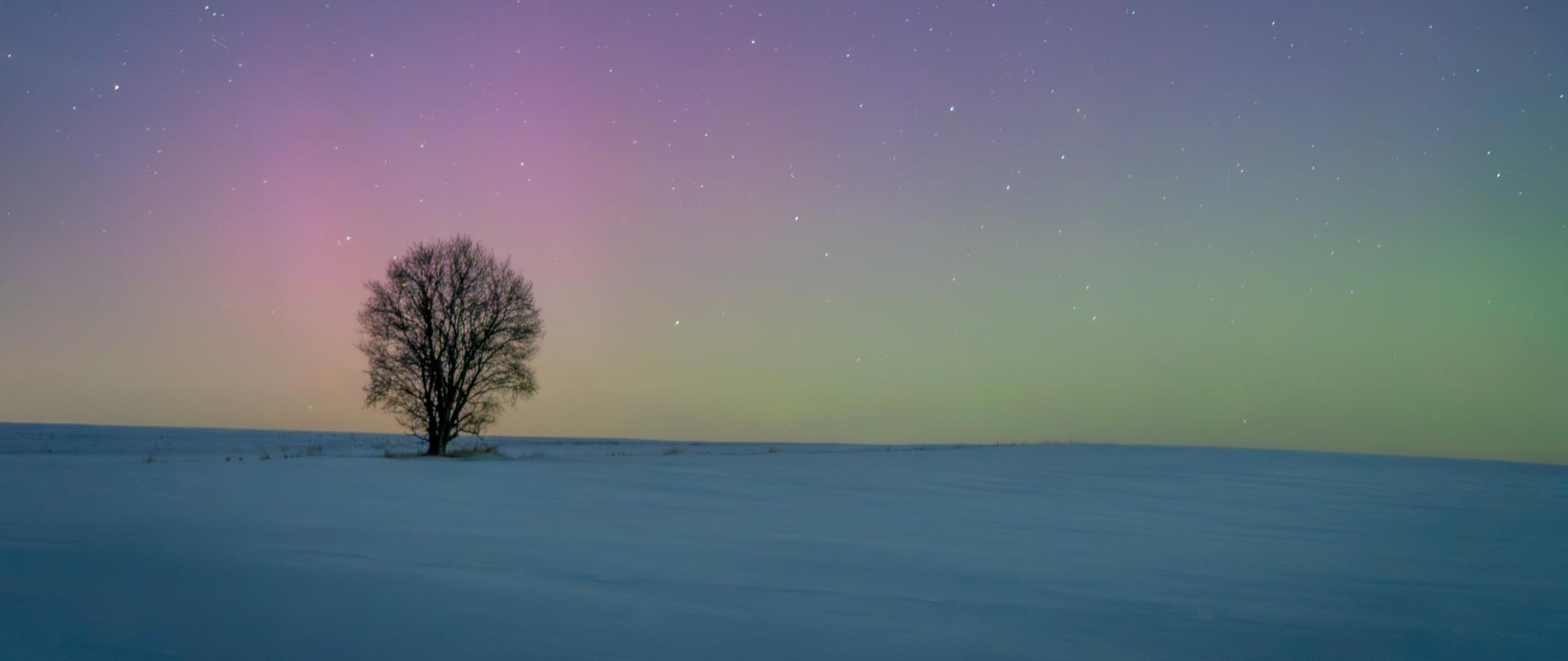 zdjęcie drzewa na tle zorzy polarnej