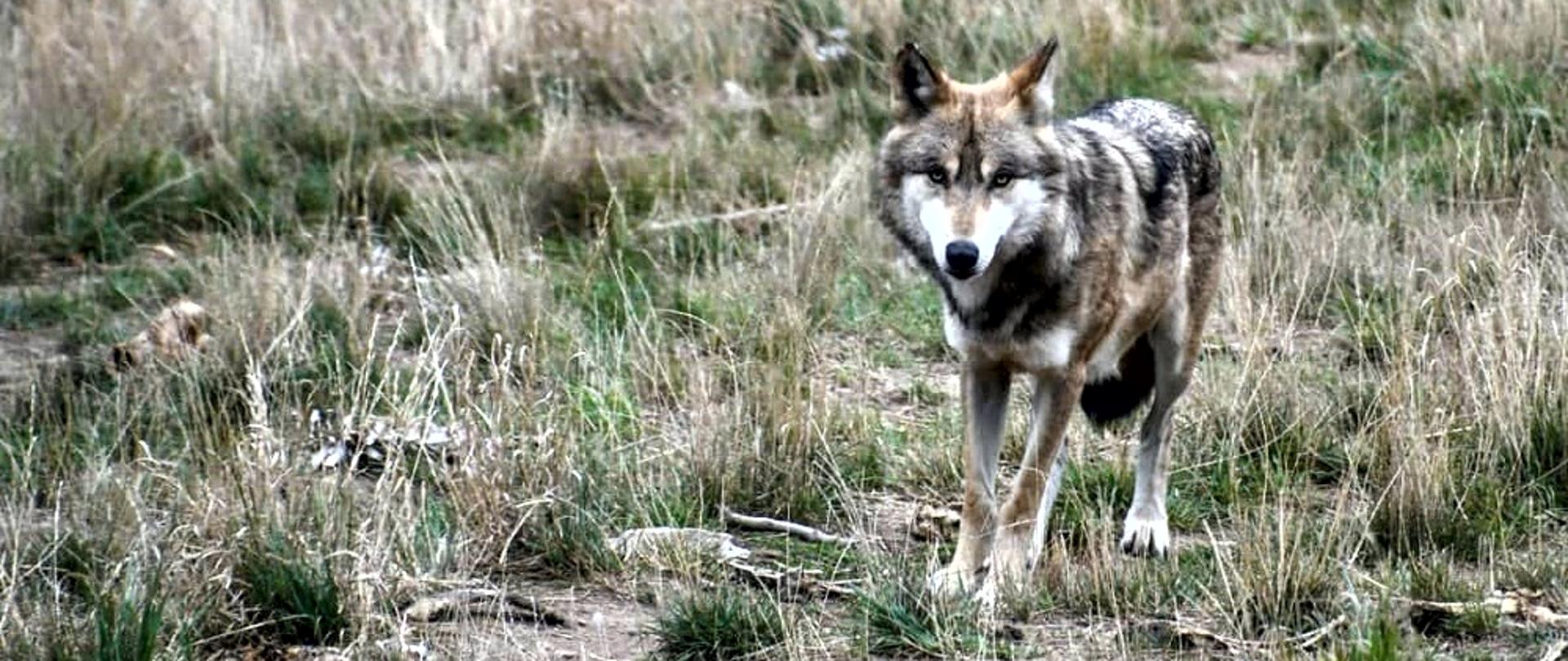 Wilk sfotografowany przez leśnika Dariusza Wiatrowskiego