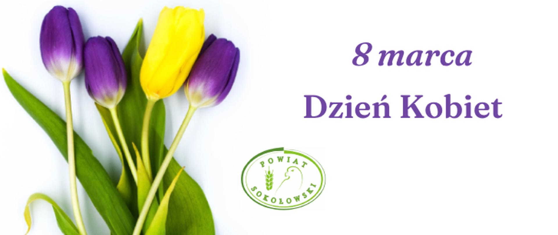 Grafika po lewej stronie tulipany żółte i fioletowe obok zielone logo Powiatu Sokołowskiego z prawej strony fioletowy napis 8 marca Dzień Kobiet.