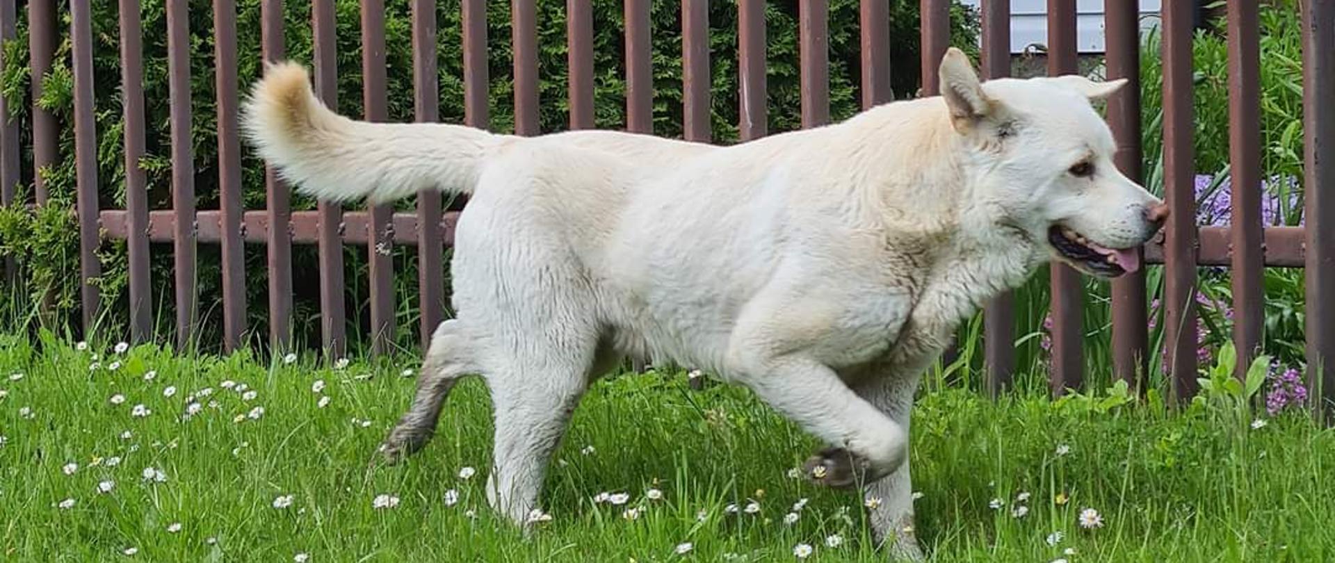 Pies - samiec, umaszczenie: białe. Brak obroży. Wiek: ok. 2/3 lata. W tle płot i dom.