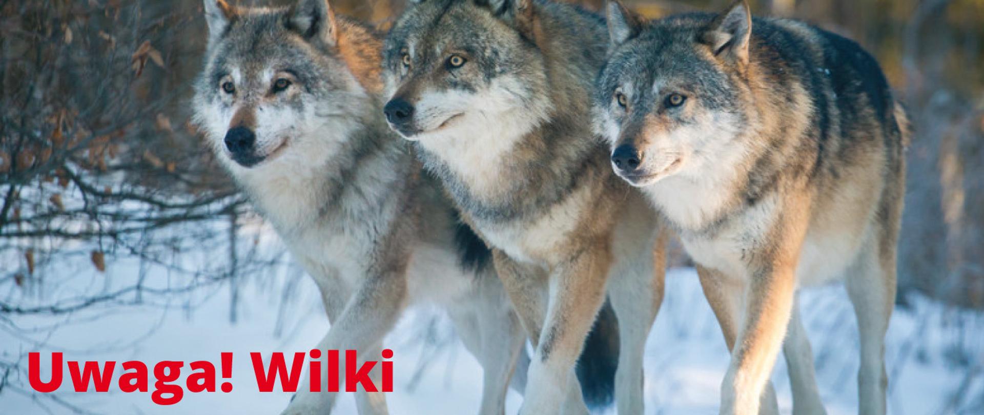 trzy wilki na tle śniegu, czerwonymi literami napis uwaga wilki