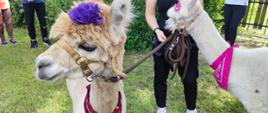 Festyn Profilaktyczno Zdrowotny w ogrodach przasnyskiego szpitala. Zdjęcie przedstawia dwie alpaki biorące udział w zajęciach z dziećmi oraz panią trener. Na pierwszym planie alpaka z jasno brązową czupryną oraz wpiętym w nią purpurowym kwiatkiem z materiału.