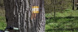Rower oparty o drzewo, na którym widnieje żółty znak szlaku nordic walking